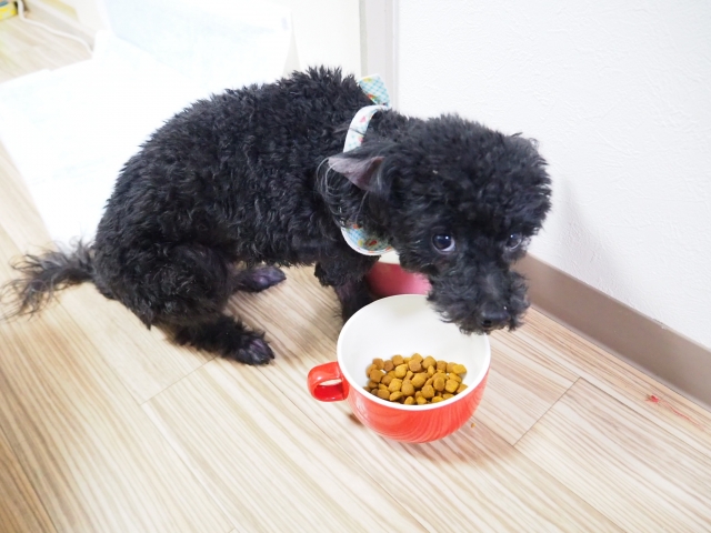 ドッグフードと手作りごはんを併用する3つのメリット 愛犬に与える手作りごはんの基礎知識 おすすめ食材から注意点まで